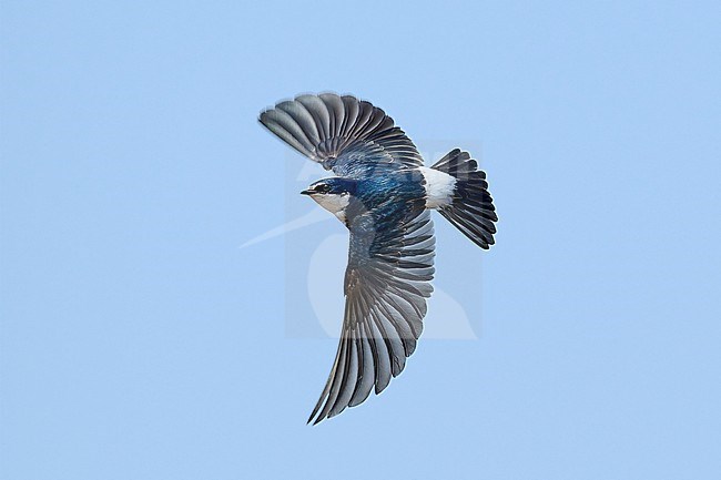 White-rumped Swallow (Tachycineta leucorrhoa) flying against a blue sky as a background, Bolivia stock-image by Agami/Tomas Grim,