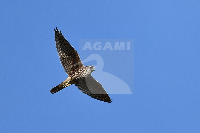 Migrating Merlin (Falco columbarius) during autumn migration over Texel in the Netherlands. Seen from below. stock-image by Agami/Laurens Steijn,