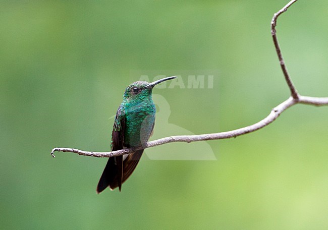 Buffons Pluimkolibrie, White-vented Plumeleteer, Chalybura buffonii aeneicauda stock-image by Agami/Marc Guyt,