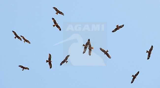 Groep Zwarte Wouwen op trek over de straat van Gibaltar, Group of Black Kites on migrating over the Gibraltar Strait stock-image by Agami/Markus Varesvuo,