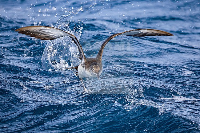 Yelkouan Shearwater (Puffinus yelkouan) in Italy. stock-image by Agami/Daniele Occhiato,