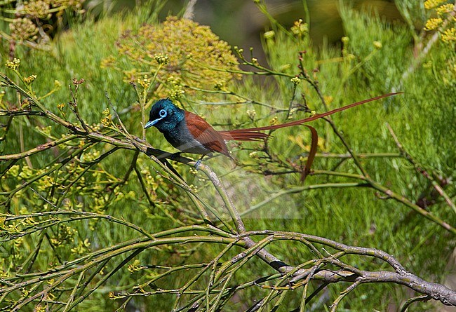 Mannetje Afrikaanse Paradijsmonarch; Male African Paradise-Flycatcher (Terpsiphone viridis) stock-image by Agami/Marc Guyt,