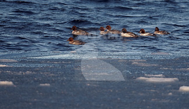 Groep Brilduikers in zee; Flock of Common Goldeneyes at sea stock-image by Agami/Markus Varesvuo,