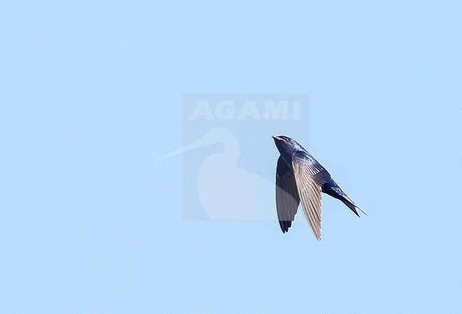 Cuban martin (Progne cryptoleuca) in flight stock-image by Agami/David Monticelli,