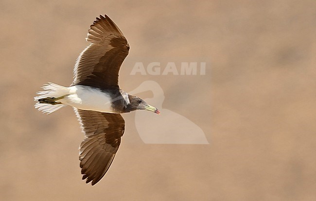 A Sooty Gull (Larus hemprichii) along the coast of Oman stock-image by Agami/Eduard Sangster,