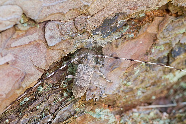 Acanthocinus aedilis - Timberman beetle - Zimmermannsbock, Germany, imago, male stock-image by Agami/Ralph Martin,