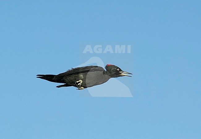 Zwarte Specht in vlucht; Black Woodpecker in flight stock-image by Agami/Markus Varesvuo,