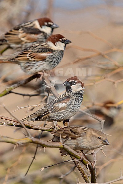 Spanish Sparrow, Male, Boavista, Cape Verde (Passer hispaniolensis) stock-image by Agami/Saverio Gatto,