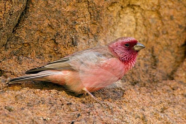 Mannetje Sinairoodmus; Male Sinai Rosefinch stock-image by Agami/Daniele Occhiato,