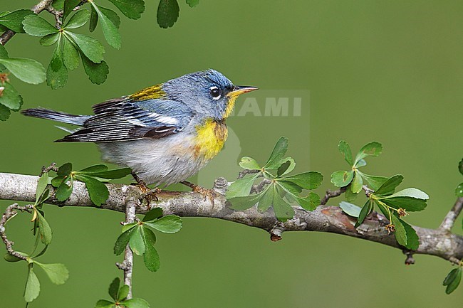 Adult male
Galveston Co., TX
April 2013 stock-image by Agami/Brian E Small,