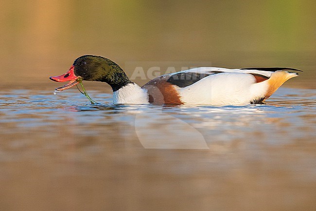 Common Shelduck (Tadorna tadorna), side view of a male swimming, Campania, Italy stock-image by Agami/Saverio Gatto,