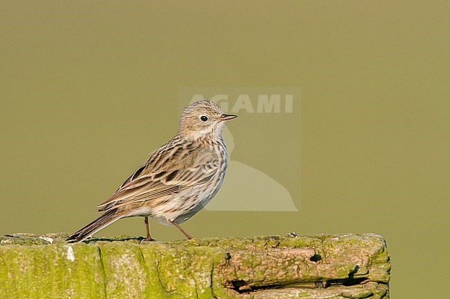  stock-image by Agami/Menno van Duijn,