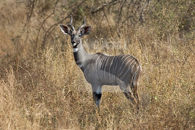 Lesser Kudu; kleine koedoe, stock-image by Agami/Roy de Haas,