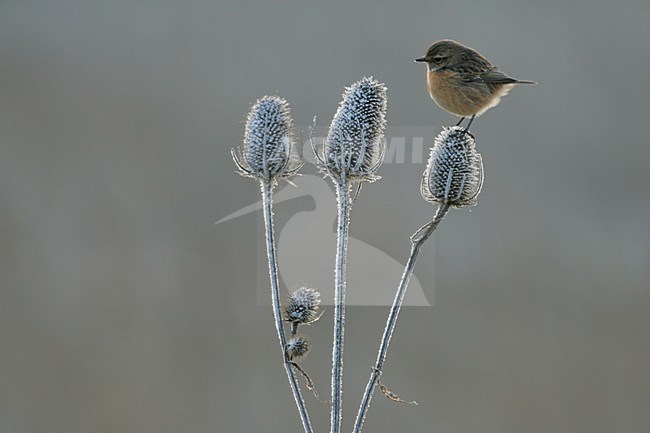 Vrouwtje Roodborsttapuit in zit; Female European Stonechat perched stock-image by Agami/Menno van Duijn,