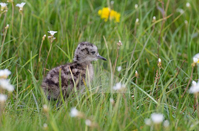 Eurasian Curlew (Numenius arquata arquata), small chick walking in meadow at Vomb, Sweden stock-image by Agami/Helge Sorensen,
