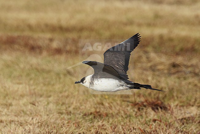 Arctic Skua (Stercorarius parasiticus) adult moulting to winter plumage stock-image by Agami/Laurens Steijn,