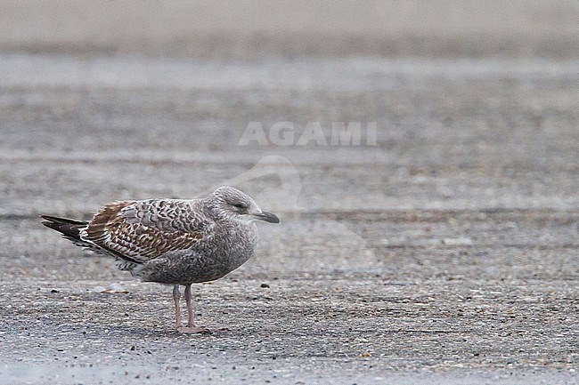 First-winter European Herring Gull (Larus argentatus) resting on a parking lot in the Netherlands. stock-image by Agami/Menno van Duijn,
