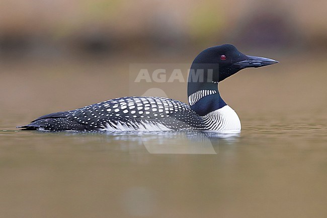 Great Northern Loon  (Gavia immer), adult swimming in a lake stock-image by Agami/Saverio Gatto,