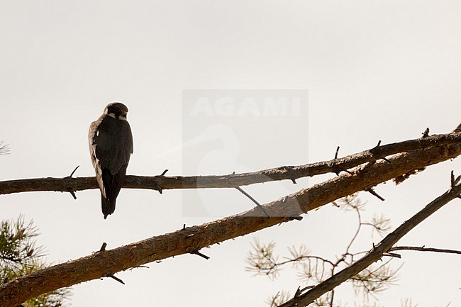 Eurasian Hobby - Baumfalke - Falco subbuteo ssp. subbuteo, Russia (Baikal), adult stock-image by Agami/Ralph Martin,