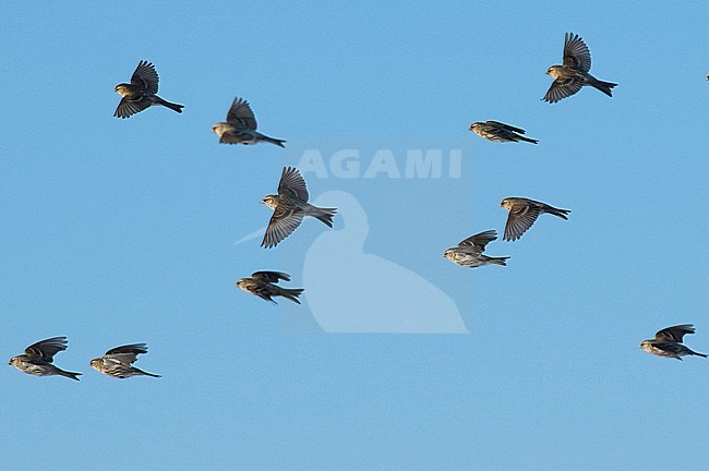 A flock of Mealy Redpoll (Acanthis flammea) in flight, side view. Finland stock-image by Agami/Markku Rantala,
