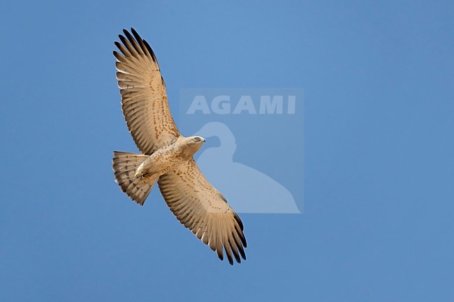 Juveniele Slangenarend in flight; Juvenile Short-toed Eagle in flight stock-image by Agami/Daniele Occhiato,