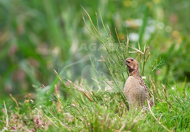 Adult male Common Quail (Coturnix coturnix) in Dutch meadow. More often heard than seen with its characteristic call of 