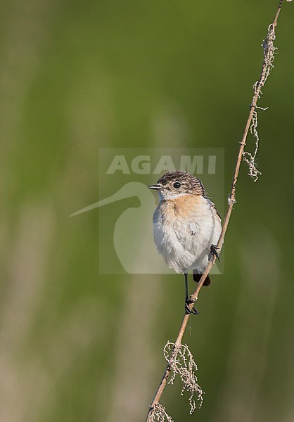 Siberian Stonechat - Pallasschwarzkehlchen - Saxicola maurus, Russia (Ural), adult female stock-image by Agami/Ralph Martin,