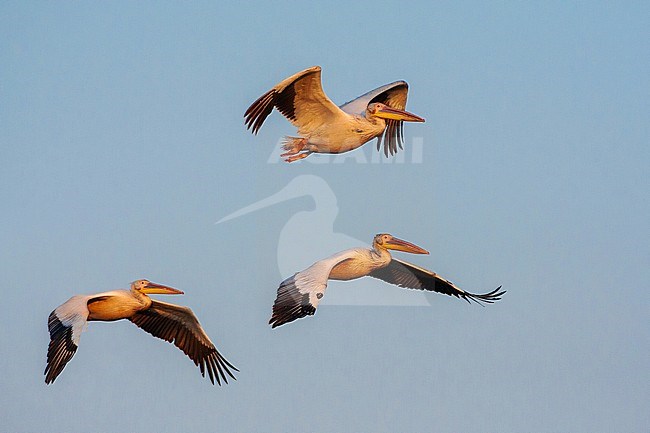 Flock of Great White Pelicans (Pelecanus onocrotalus) in flight during late evening light in Donau Delta, Romania. stock-image by Agami/Marc Guyt,