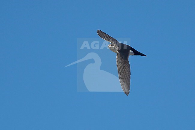 Adult White-throated Swift (Aeronautes saxatalis)
Riverside Co., California, USA
November 2016 stock-image by Agami/Brian E Small,