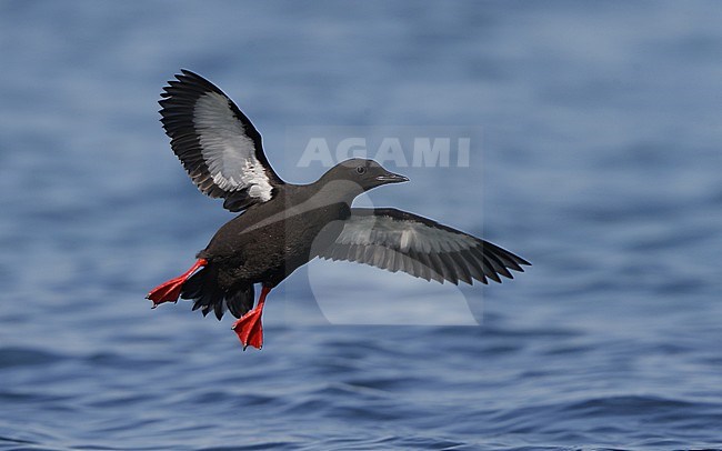 Adult summer plumaged Black Guillemot (Cepphus grylle grylle) at Hirsholmene in Denmark. Bird landing in the harbour on the island in the Danish North sea. stock-image by Agami/Helge Sorensen,