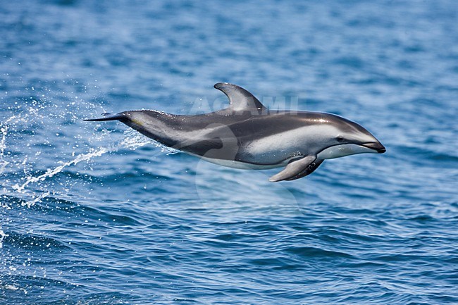 Witgestreepte Dolfijn springt geheel uit het water; Pacific White-sided Dolphin jumping clear out of the water stock-image by Agami/Martijn Verdoes,