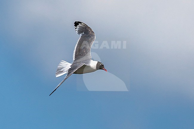 Second summer Franklin's Gull flying over a canal near Gent, Oost-Vlanderen, Belgium. July 12, 2009. stock-image by Agami/Vincent Legrand,