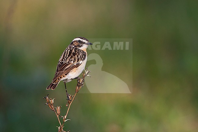 Whinchat (Saxicola rubetra), Poland, adult male stock-image by Agami/Ralph Martin,