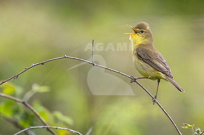 Melodious Warbler (Hippolais polyglotta) in Italy. stock-image by Agami/Daniele Occhiato,