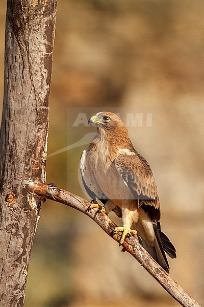 Booted Eagle (Hieraaetus pennatus) in Ávila (Spain) stock-image by Agami/Oscar Díez,