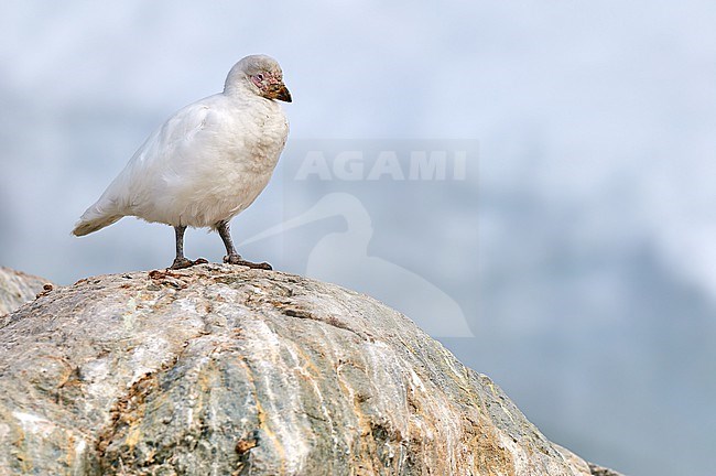 Snowy Sheathbill (Chionis albus) perched on a rock, Antarctica stock-image by Agami/Tomas Grim,