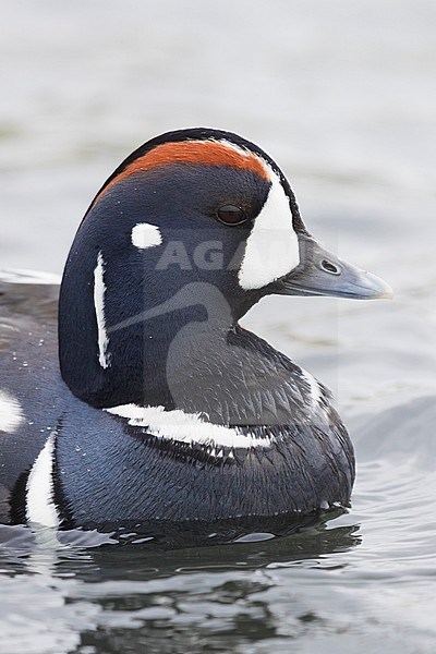 Harlequin Duck (Histrionicus histrionicus), adult male close-up stock-image by Agami/Saverio Gatto,