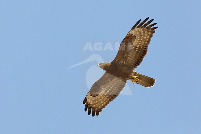 Juveniele Wespendief in de vlucht; Juvenile European Honey Buzzard in flight stock-image by Agami/Daniele Occhiato,