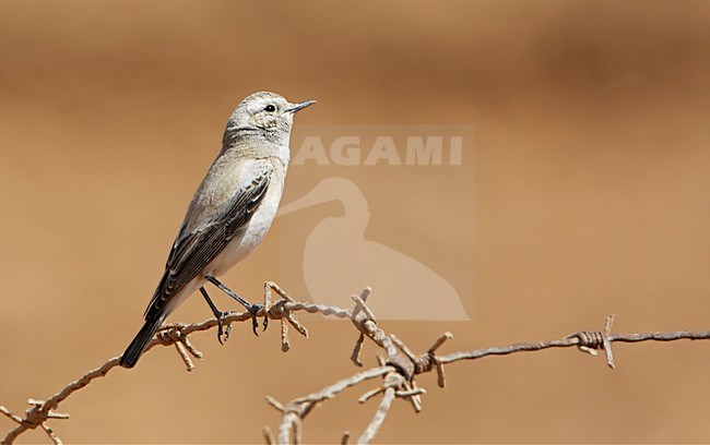 Vrouwtje Woestijntapuit; Female Desert Wheatear stock-image by Agami/Markus Varesvuo,