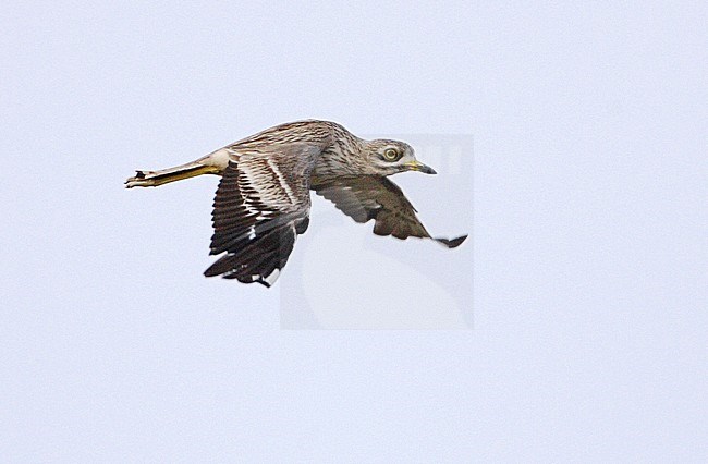 Griel in vlucht; Eurasian Thick-knee in flight stock-image by Agami/Mike Danzenbaker,