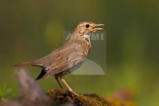 Zanglijster zingend; Song Thrush singing from perch stock-image by Agami/Markus Varesvuo,