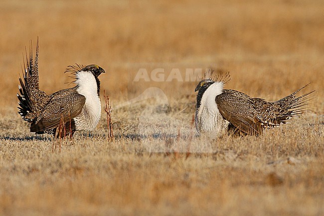 Adult males in display
Mono Co., CA
March 2007 stock-image by Agami/Brian E Small,