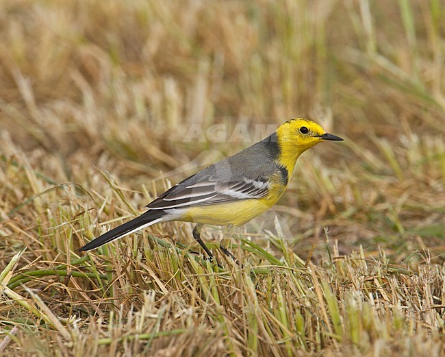 Volwassen Citroenkwikstaart, Adult Citrine Wagtail stock-image by Agami/Markus Varesvuo,