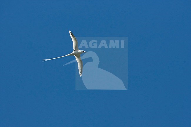 Witstaartkeerkringvogel in de vlucht; White-tailed Tropicbird in flight stock-image by Agami/Martijn Verdoes,