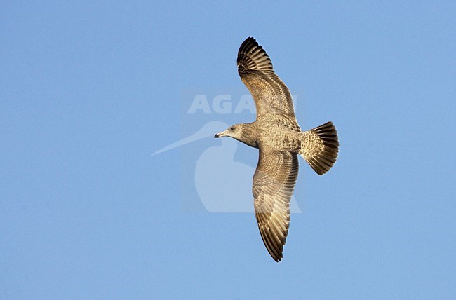 Eerstejaars Amerikaanse Zilvermeeuw vliegend; First-year Smithsonian Gull in flight stock-image by Agami/Mike Danzenbaker,