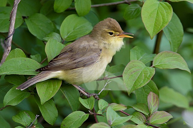 Zingende Orpheusspotvogel; Singing Melodious Warbler stock-image by Agami/Daniele Occhiato,