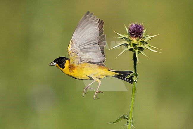 Black-headed Bunting; Emberiza melanocephala stock-image by Agami/Daniele Occhiato,