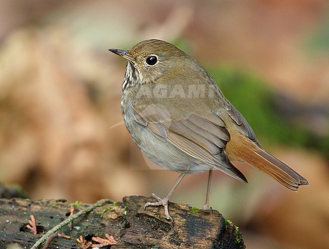 Hermit Thrush (Catharus guttatus) perched on a branch in Victoria, BC, Canada. stock-image by Agami/Glenn Bartley,