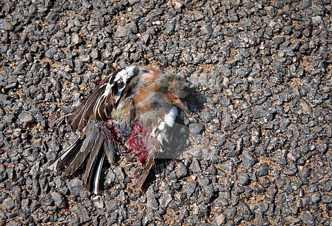 Vink doodgereden, Common Chaffinch roadkill stock-image by Agami/Marten van Dijl,