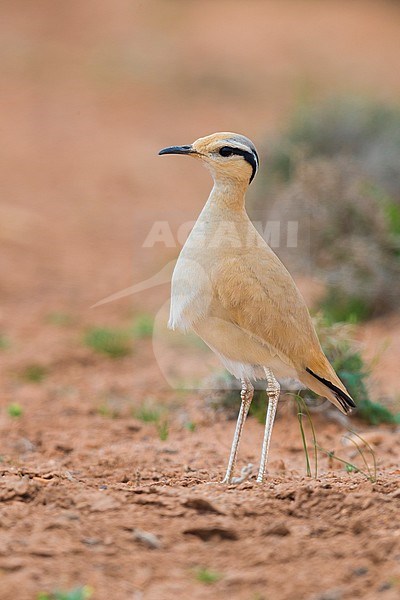 Cream-colored Courser (Cursorius cursor), side view of an adult standing on the ground in its typical habitat in Morocco stock-image by Agami/Saverio Gatto,